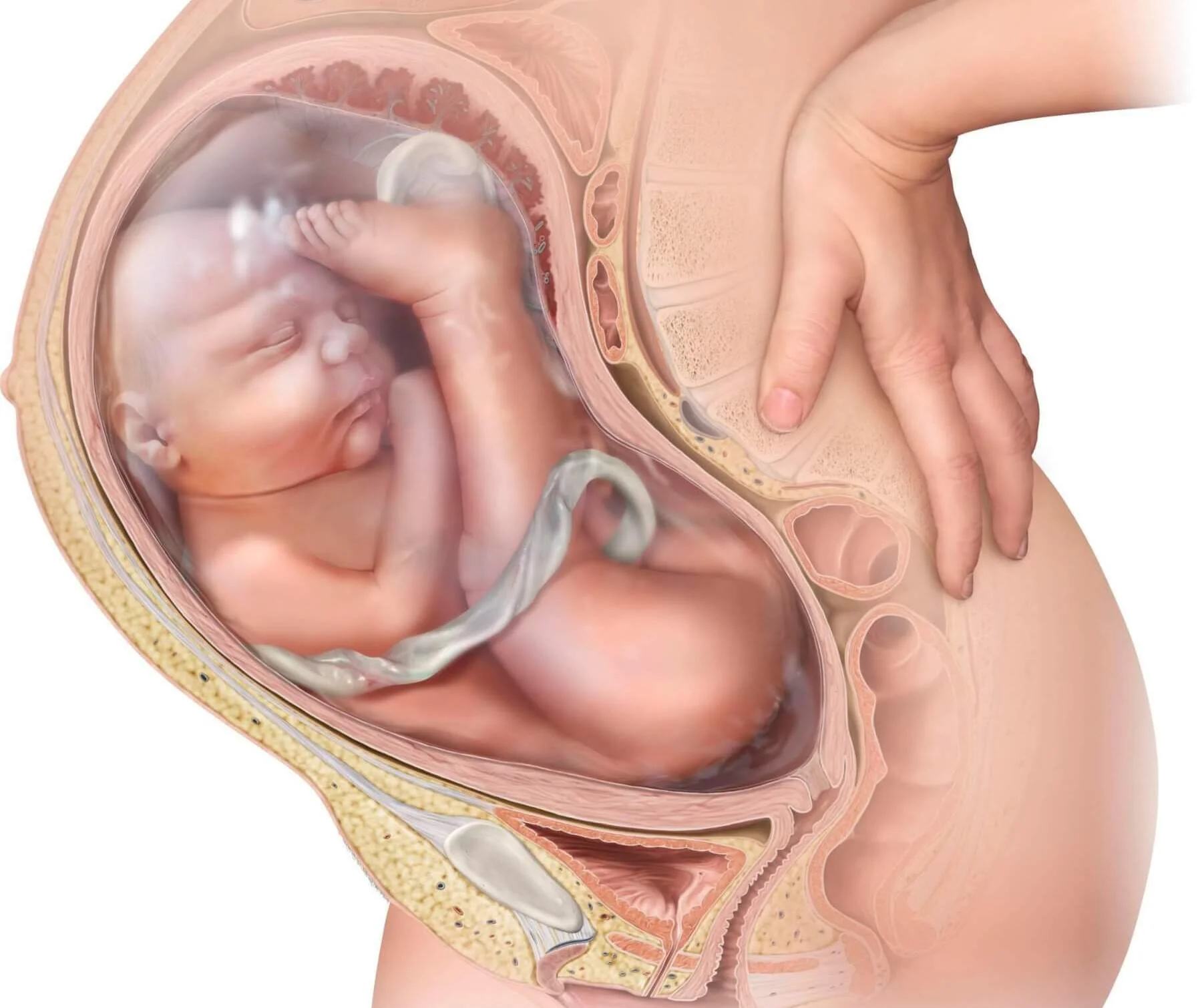 Optimal Fetal Positioning: How Spinning Babies and SOT Work Together | San Antonio TX