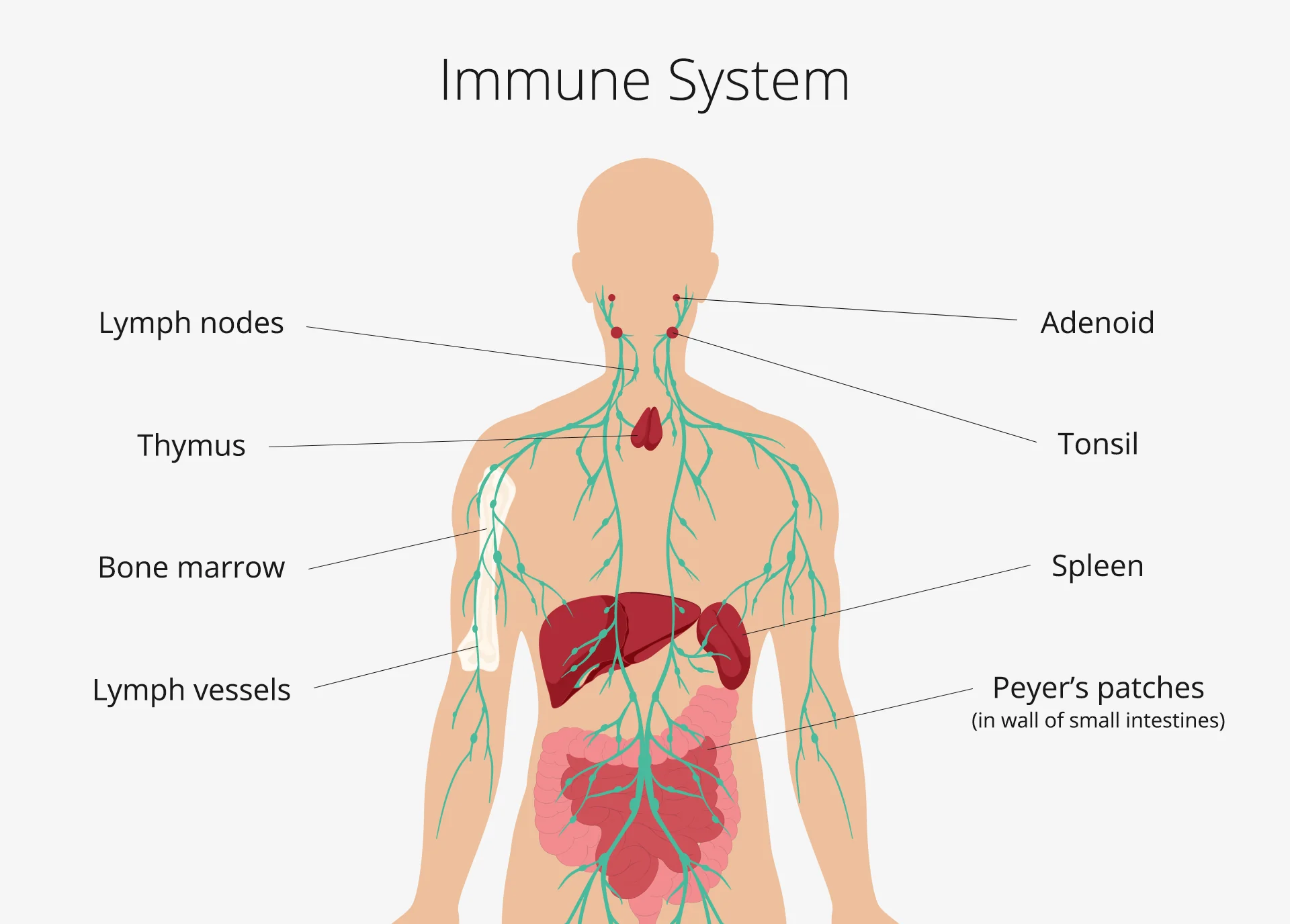 Immune Support Chiropractor in San Antonio, TX | Dr. Dan Foss
